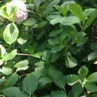 Koxulka 的头像
