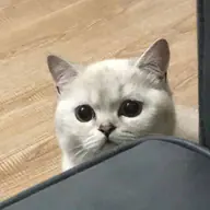 VIM 的头像